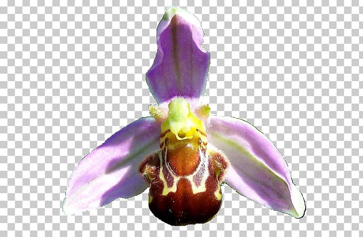 Moth Orchids Bee Ophrys Apifera PNG, Clipart, Bee, Common, Flower, Flowering Plant, Insects Free PNG Download