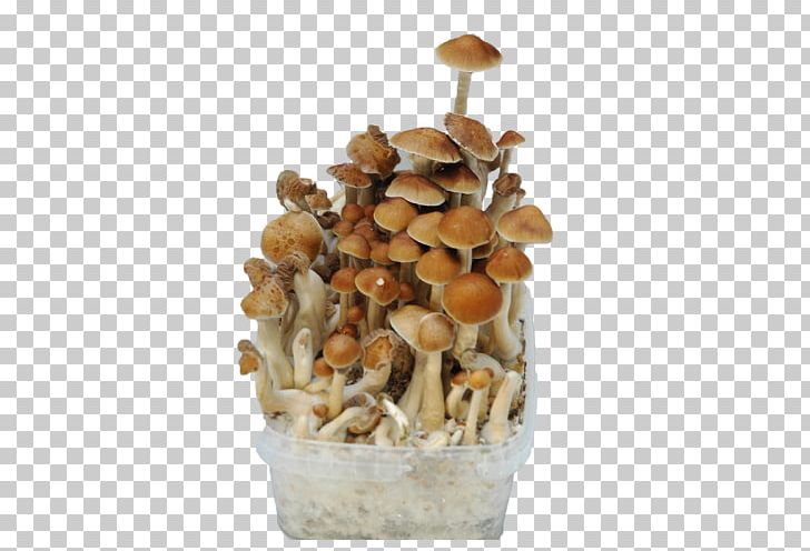 Shiitake Bread Mushroom Fungus Cultivar PNG, Clipart, Amazon Rainforest, Bread, Crop, Cultivar, Cultivo Free PNG Download