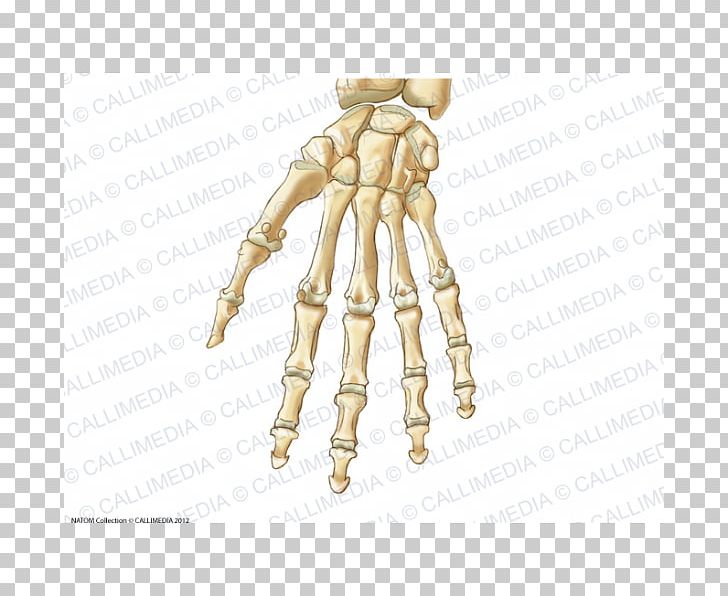 Thumb Carpal Bones Hand Anatomy Ligament PNG, Clipart, Anatomy, Anterior, Arm, Bone, Distal Radioulnar Articulation Free PNG Download