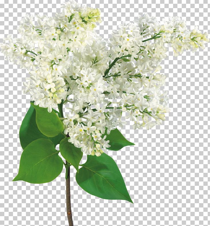 Common Lilac Branch Light Shrub PNG, Clipart, Beautiful, Beautiful Flowers , Cornales, Flower, Flower Arranging Free PNG Download