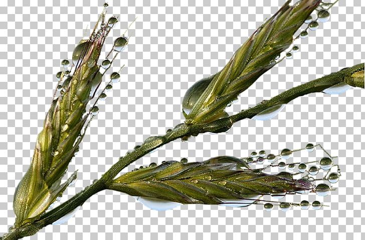 Common Wheat Green Crop Gratis PNG, Clipart, Background Green, Commodity, Common Wheat, Computer Icons, Computer Software Free PNG Download