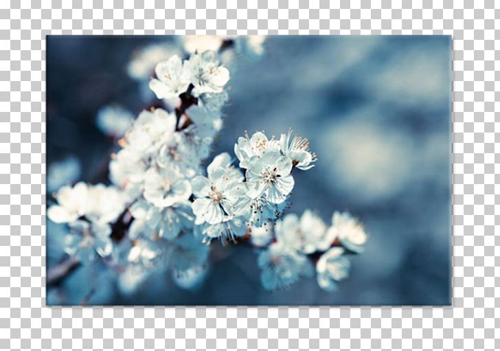 Stock Photography PNG, Clipart, Apricot, Blossom, Blue, Blur, Branch Free PNG Download