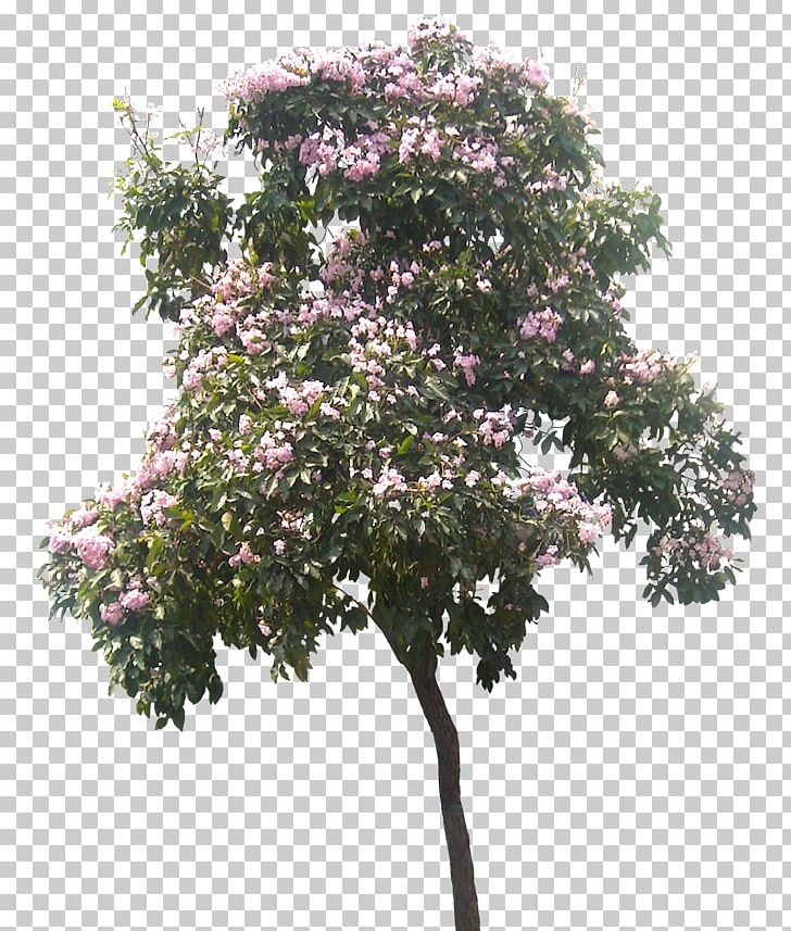 Tree Plant Architecture Shrub PNG, Clipart, Architectural Drawing, Architectural Rendering, Architecture, Branch, Calliandra Free PNG Download