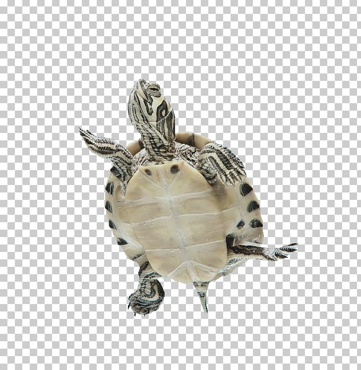 Box Turtles Sea Turtle Tortoise Reptile PNG, Clipart, Box Turtle, Box Turtles, Cuteness, Dust Bathing, Elephantidae Free PNG Download