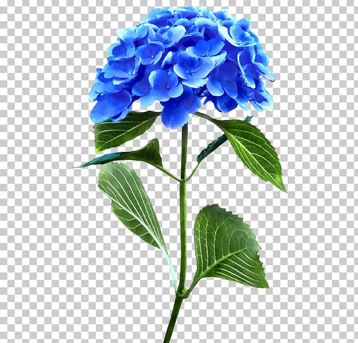 Hydrangeaceae Cut Flowers PNG, Clipart, Blue, Cornales, Cut Flowers, Flower, Flowering Plant Free PNG Download