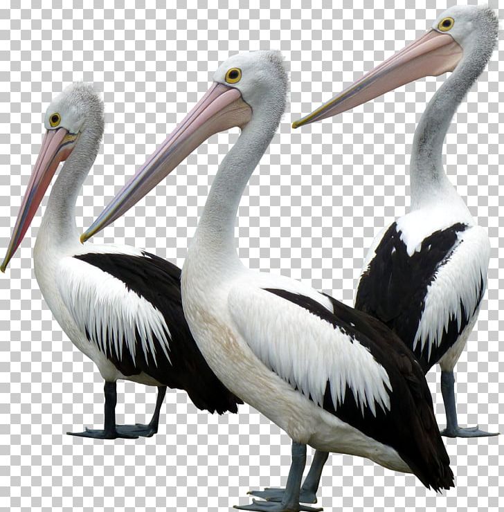Seabird Goose Gulls Pelecaniformes PNG, Clipart, American White Pelican, Animal, Animals, Beak, Bird Free PNG Download