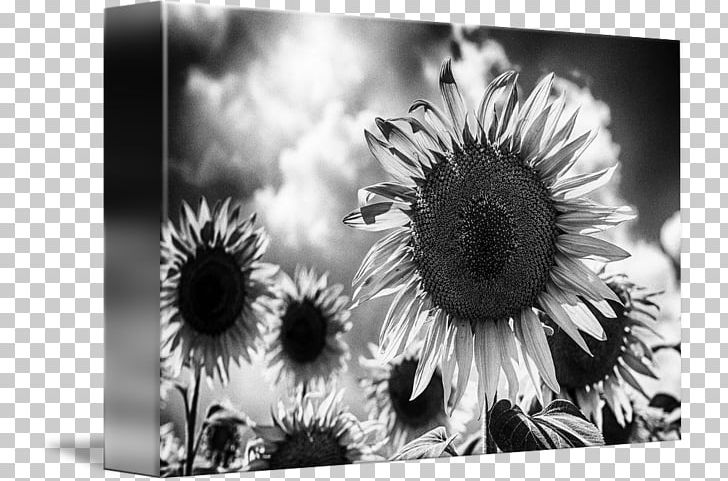 Still Life Photography Desktop Stock Photography PNG, Clipart, Black And White, Closeup, Closeup, Computer, Computer Wallpaper Free PNG Download