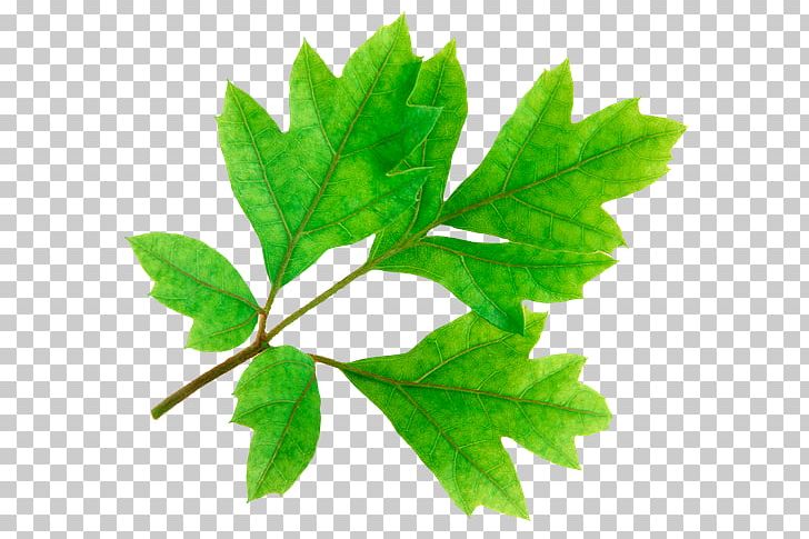Autumn Leaf Color Maple Leaf PNG, Clipart, Autumn, Autumn Leaf Color, Branch, Display Resolution, Download Free PNG Download