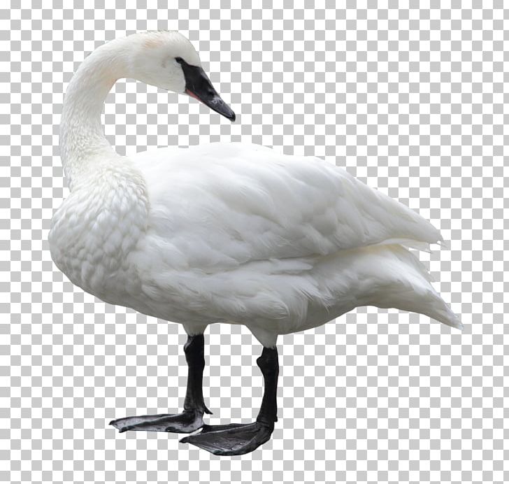 Bird Mute Swan Goose PNG, Clipart, Anatidae, Animals, Beak, Bird, Black Swan Free PNG Download