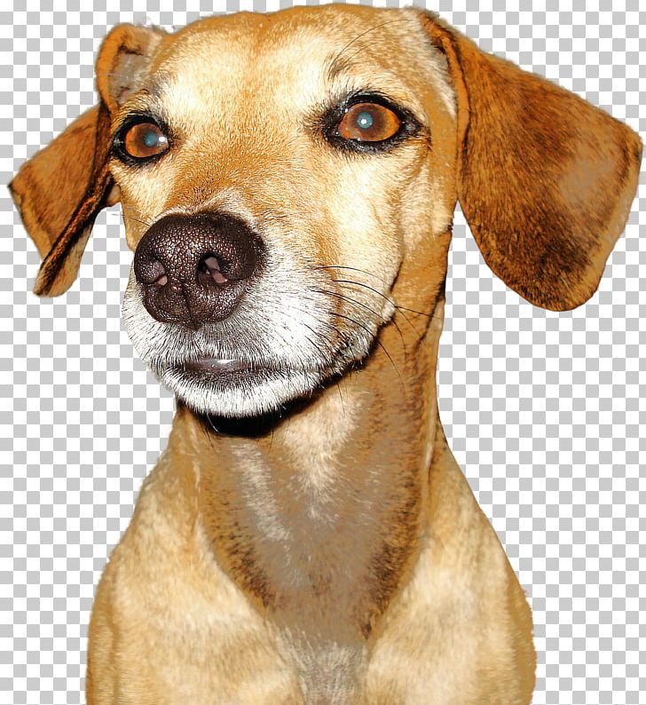 Dog Breed Puppy PNG, Clipart, Animal, Animals, Brown Dog, Carnivoran, Companion Dog Free PNG Download