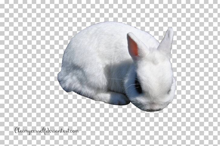 Domestic Rabbit PNG, Clipart, Animals, Computer Icons, Desktop Wallpaper, Domestic Rabbit, Fauna Free PNG Download