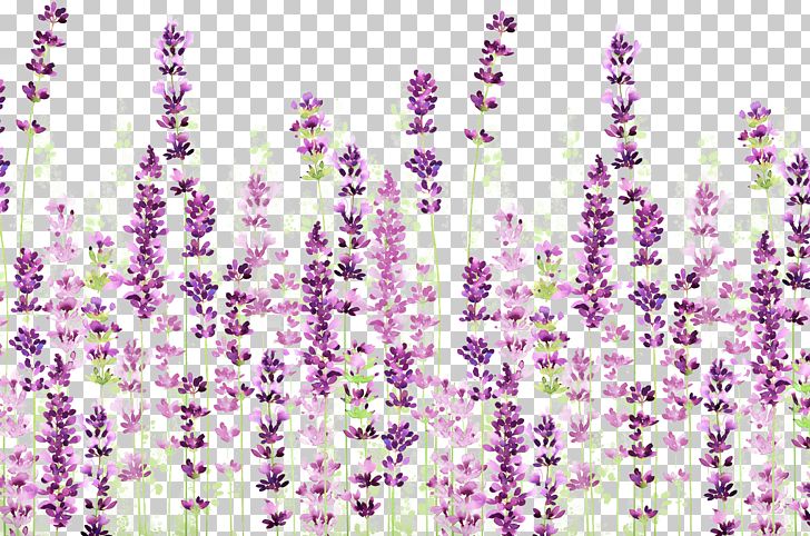 English Lavender Icon PNG, Clipart, Computer Icons, Floral, Floral Design, Flower, Flowering Plant Free PNG Download