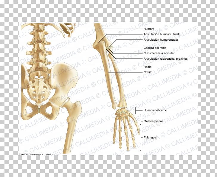 Pelvis Bone Forearm Anatomy Human Skeleton PNG, Clipart, Abdomen, Anatomy, Arm, Bone, Coronal Plane Free PNG Download