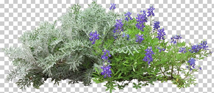 Tree Flower PNG, Clipart, Architecture, Cut Flowers, Delphinium, Download, English Lavender Free PNG Download