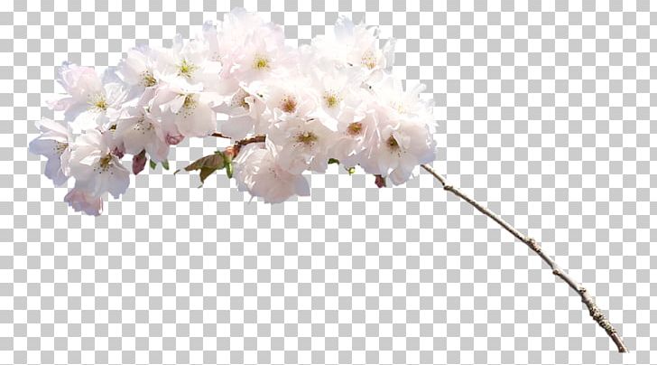 White Cut Flowers PNG, Clipart, Blossom, Body Jewelry, Branch, Cherry Blossom, Cicek Free PNG Download