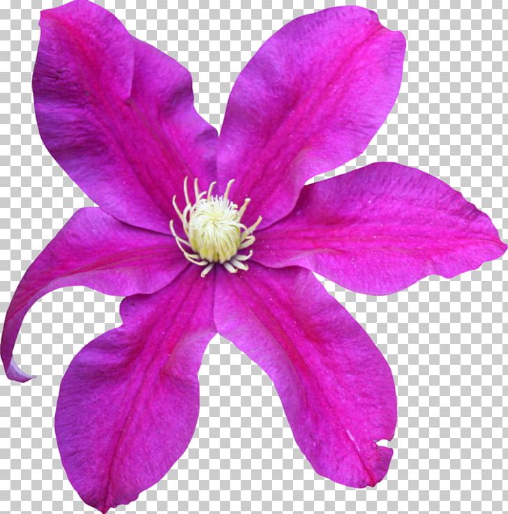 Pink Flower Magenta Violet Lilac PNG, Clipart, Blue Rose, Clematis, Flower, Flowering Plant, Flowers Free PNG Download