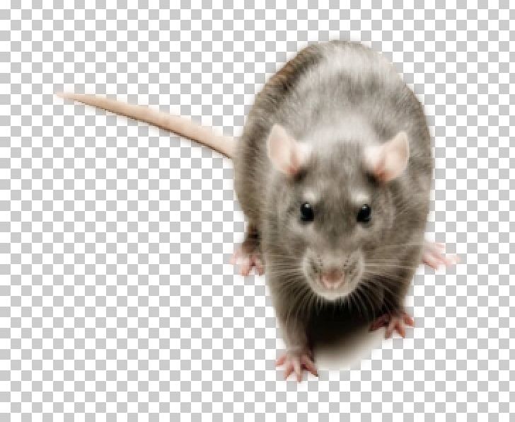 Brown Rat Mouse Rodent Pest Control PNG, Clipart, Addon, Animal, Animal Cognition, Animals, Bait Free PNG Download