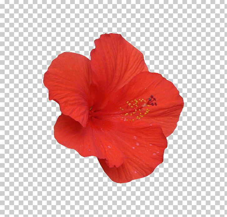 Shoeblackplant Hibiscus PNG, Clipart, China Rose, Chinese Hibiscus, Cicekler, Flower, Flowering Plant Free PNG Download