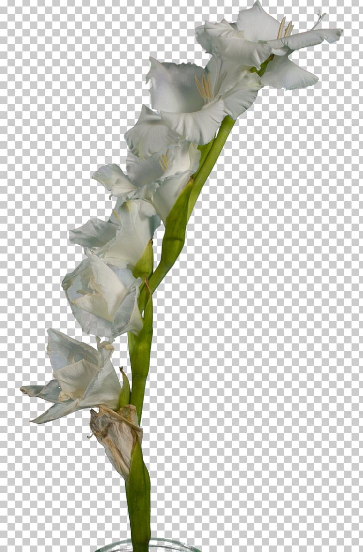 Gladiolus White Cut Flowers Plant Stem PNG, Clipart, Cut Flowers, Dendrobium, Flora, Floral Design, Floristry Free PNG Download
