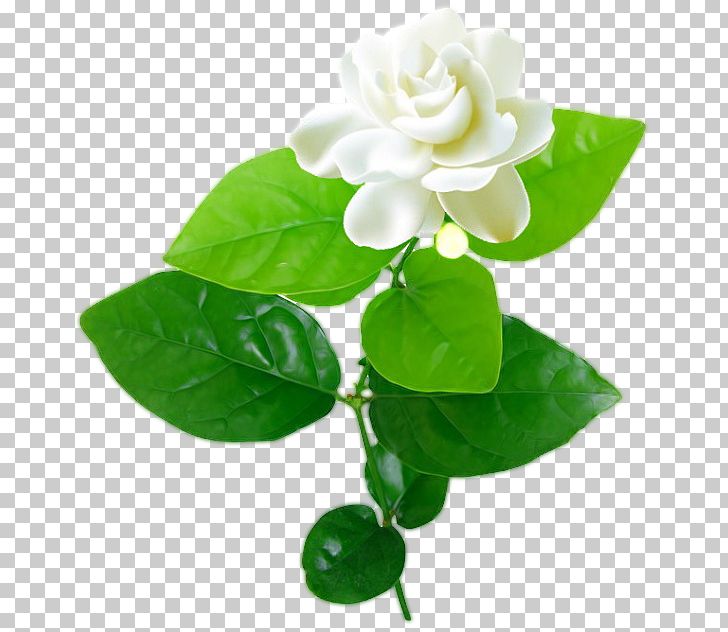 Jasmine Flower PNG, Clipart, Desktop Wallpaper, Flower, Flowering Plant, Jasmine, Jasmine Flower Free PNG Download