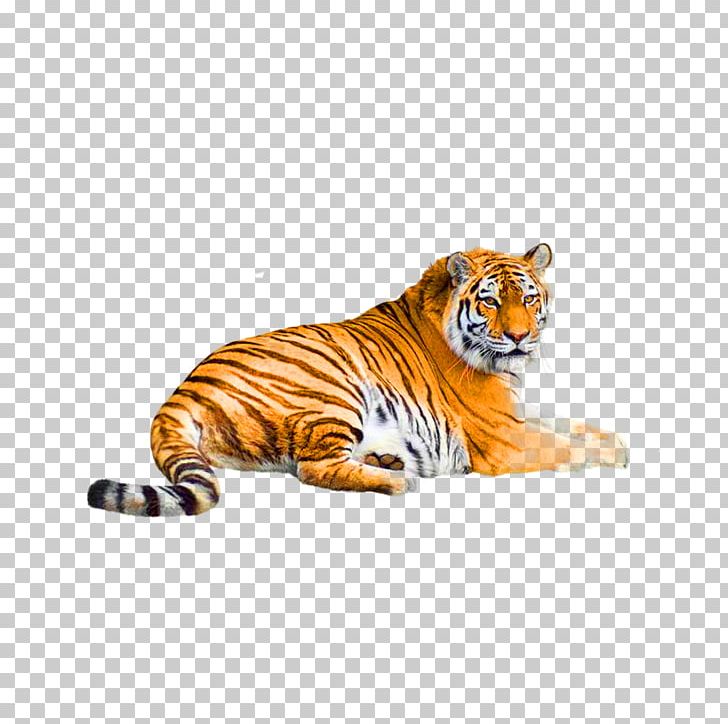 Siberian Tiger Bengal Tiger Malayan Tiger Cat White Tiger PNG, Clipart, Animal, Animals, Beast, Bengal, Big Cats Free PNG Download