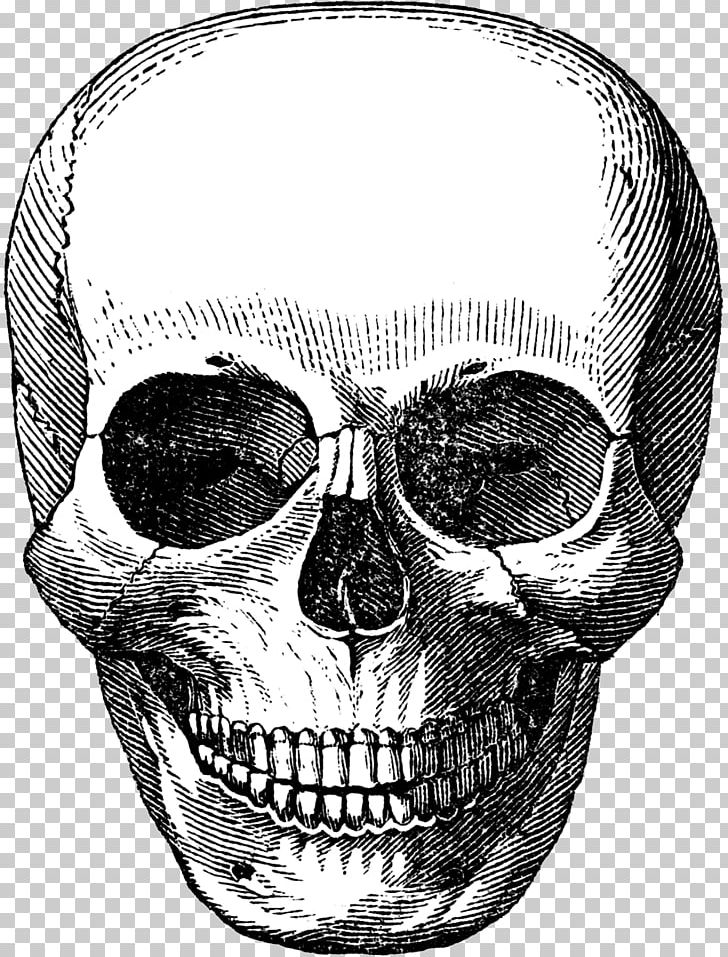 Skull Calavera Human Skeleton PNG, Clipart, Art, Black And White, Bone, Calavera, Canvas Free PNG Download