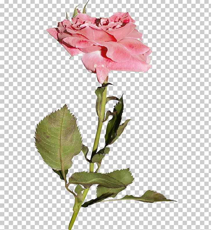Garden Roses Cabbage Rose Floribunda Pink Flower PNG, Clipart, China Rose, Cut Flowers, Floral Design, Floribunda, Floristry Free PNG Download