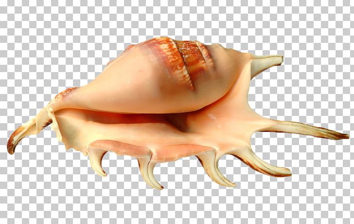 Sea Snail Seashell Conch Hermit Crab PNG, Clipart, Animal Source Foods, Cases, Creative Seaside, Decoration, Egg Shell Free PNG Download