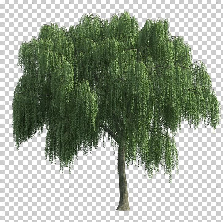 Tree Architecture Weeping Willow PNG, Clipart, Biome, Computer Icons, Download, Ecosystem, Encapsulated Postscript Free PNG Download