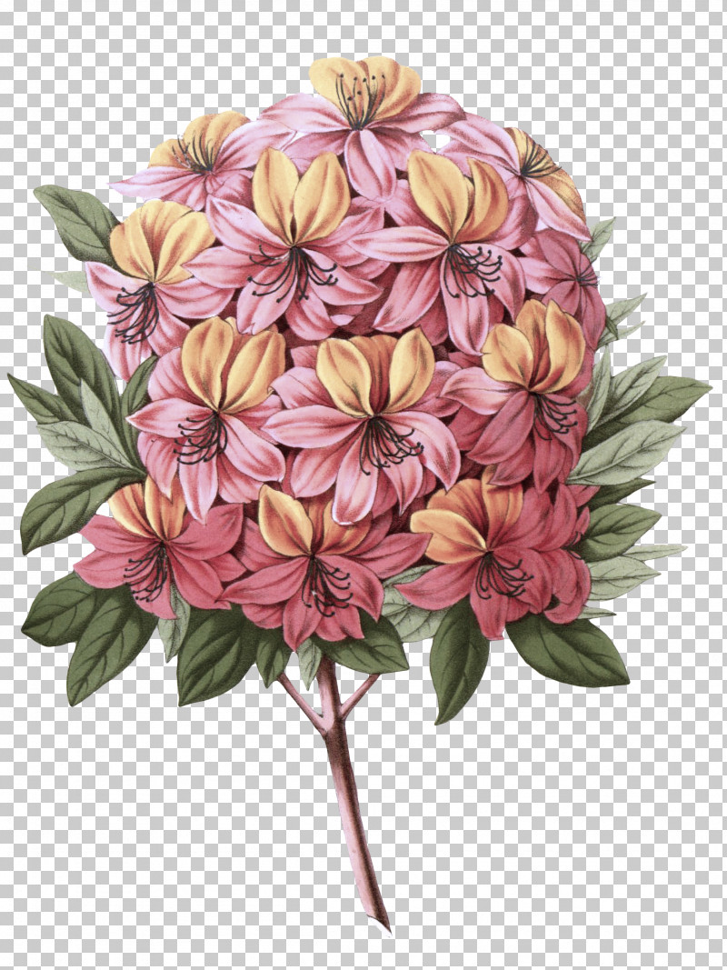 Flower Plant Pink Petal Cut Flowers PNG, Clipart, Cut Flowers, Flower, Perennial Plant, Petal, Pink Free PNG Download