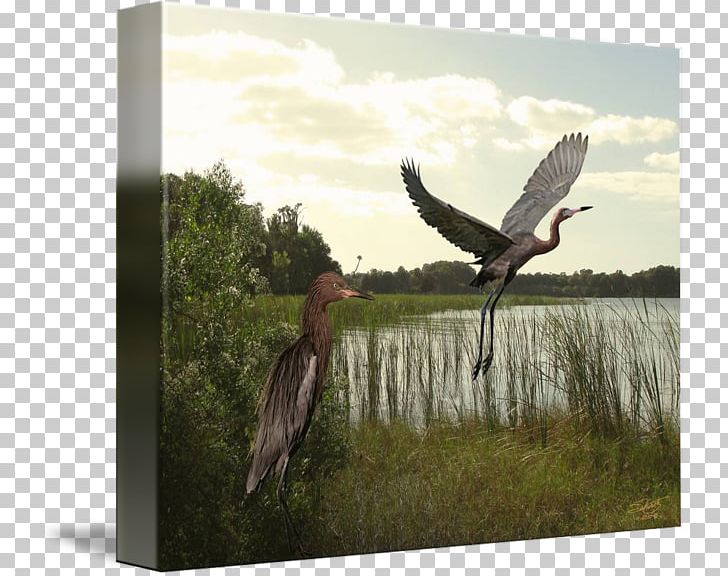 Great Blue Heron Beak Gallery Wrap Bird PNG, Clipart, Animals, Art, Beak, Bird, Canvas Free PNG Download