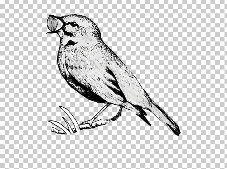 House Sparrow Finch American Sparrows Owl PNG, Clipart, American Sparrows, Animals, Beak, Bird, Bird Of Prey Free PNG Download