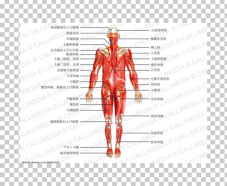 Muscle Homo Sapiens Nerve Human Body Blood Vessel PNG, Clipart, Anatomy, Arm, Blood Vessel, Body, Costume Design Free PNG Download