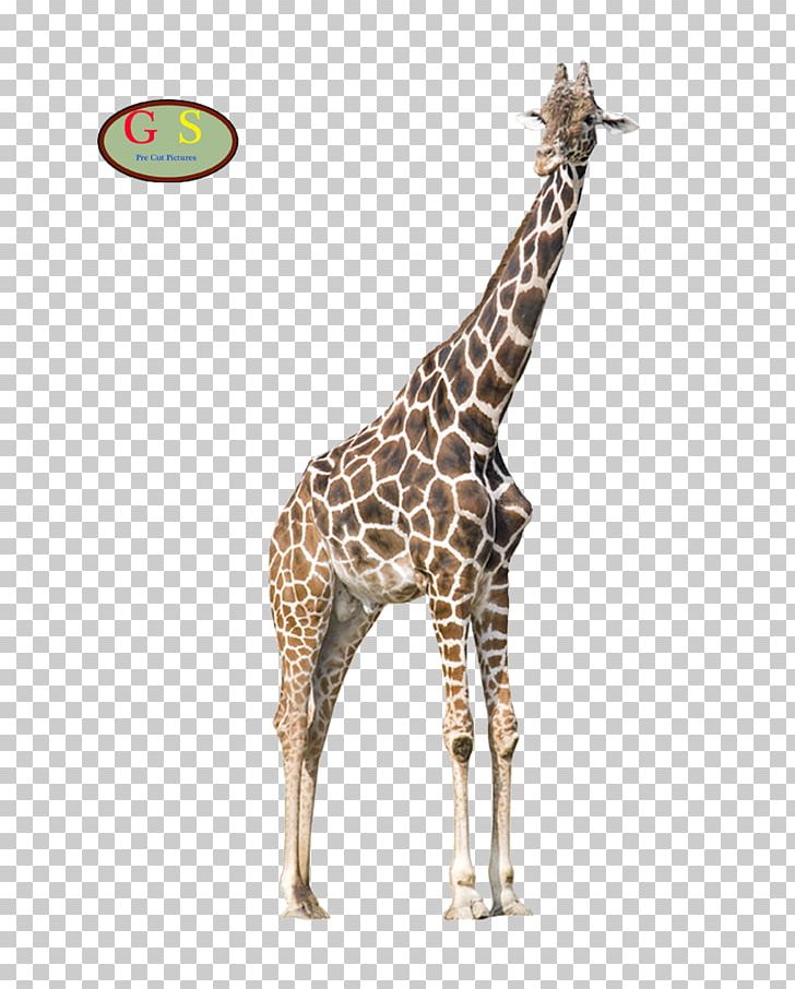 Aiemu Giraffe Advertising Natural Environment Live Song PNG, Clipart, Advertising, Animals, Ecology, Fauna, Giraffe Free PNG Download