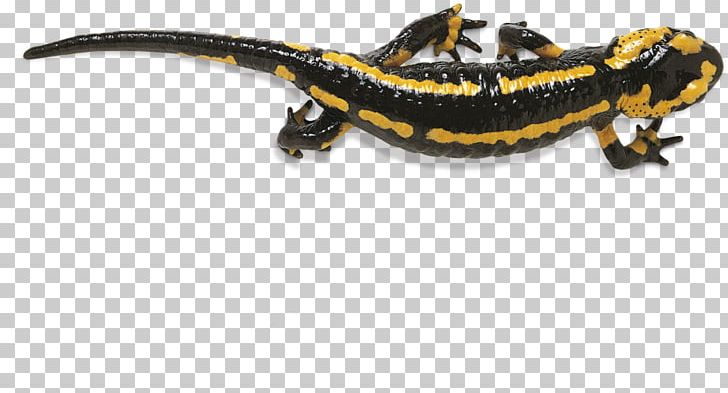 Fire Salamander Reptile Newt Frog PNG, Clipart, Amphibian, Animals, Caecilian, Chinese Giant Salamander, Fire Salamander Free PNG Download