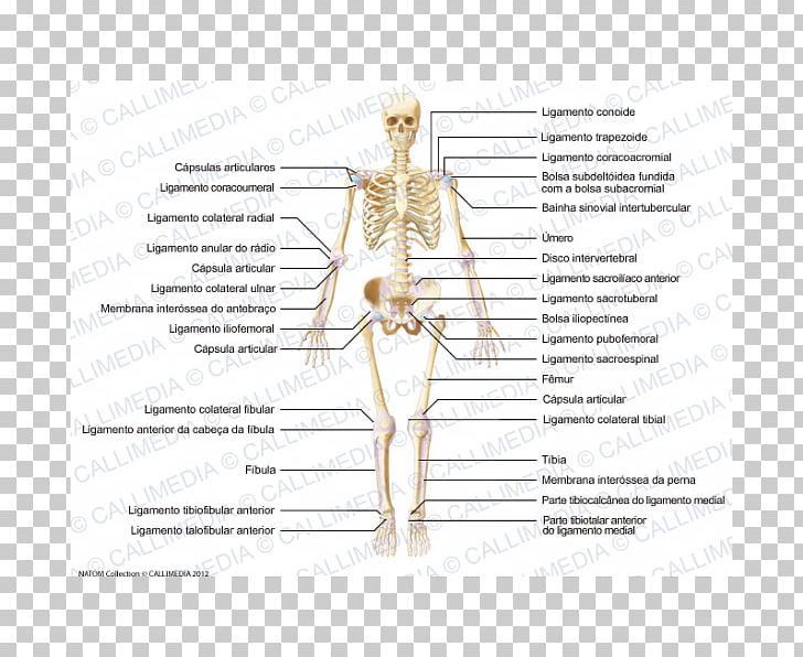 Ligament Muscle Joint Anatomy Human Body PNG, Clipart, Anatomy, Angle, Anterior Talofibular Ligament, Area, Arm Free PNG Download