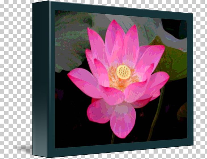 Nelumbo Nucifera Flower Lotus Seed Aquatic Plants PNG, Clipart, Aquatic Plant, Aquatic Plants, Egyptian Lotus, Flora, Flower Free PNG Download