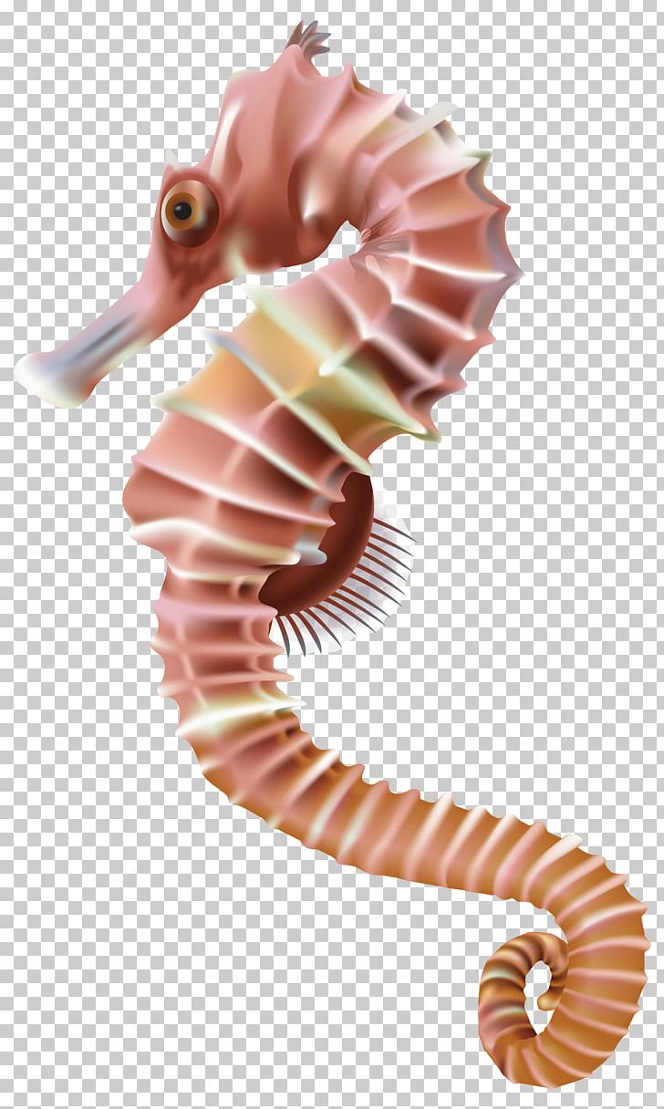 Seahorse PNG, Clipart, Animals, Computer Icons, Editing, Fish, Information Free PNG Download