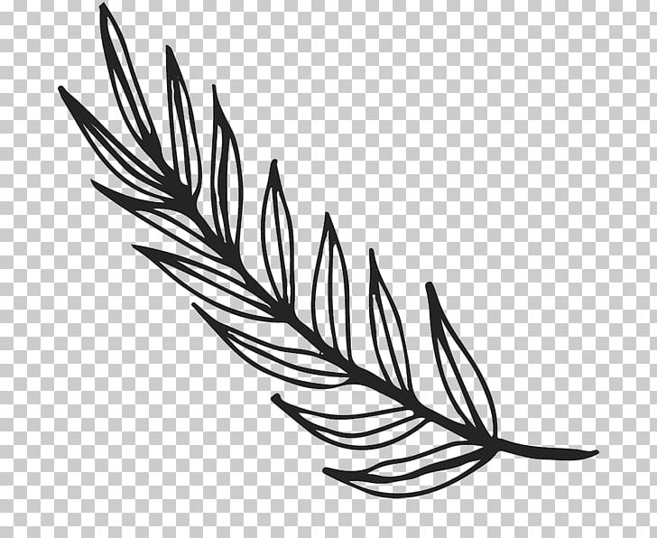 Leaf Drawing Plants Sketch PNG, Clipart, Artwork, Beak, Bird, Black And White, Branch Free PNG Download