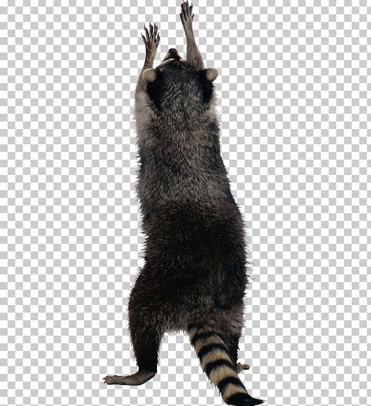 Raccoon PNG, Clipart, Animals, Carnivoran, Claw, Download, Encapsulated Postscript Free PNG Download