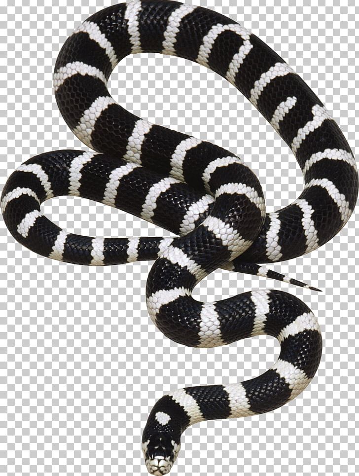 Snake Hunting On The Devil's Highway Reptile PNG, Clipart, Animals, Black And White, Colubridae, Computer Icons, Download Free PNG Download