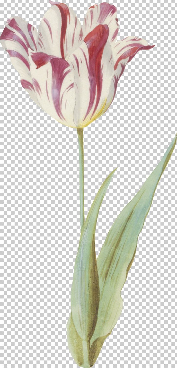 Tulip Cut Flowers Vase Plant Stem Petal PNG, Clipart, Cut Flowers, Desktop, Flower, Flowering Plant, Flowers Free PNG Download
