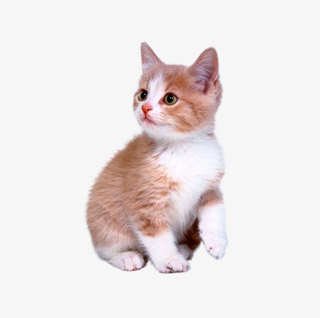 Cute Kitten PNG, Clipart, Animal, Attentively, Attentively Kitten, Curiosity, Cute Free PNG Download