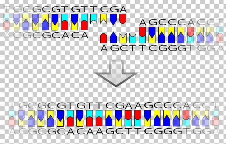 DNA Ligase Restriction Enzyme Sticky And Blunt Ends PNG, Clipart, Area, Brand, Diagram, Dna, Dna Ligase Free PNG Download