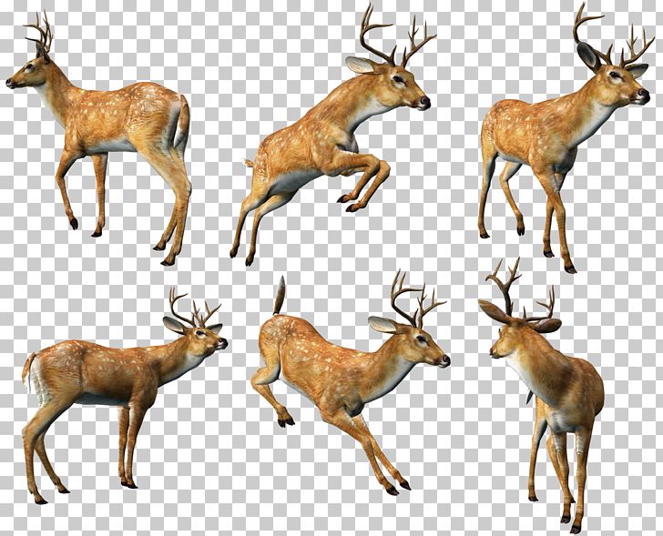 Reindeer Elk White-tailed Deer Musk Deer PNG, Clipart, 3d Computer Graphics, Animal, Animals, Antelope, Antler Free PNG Download