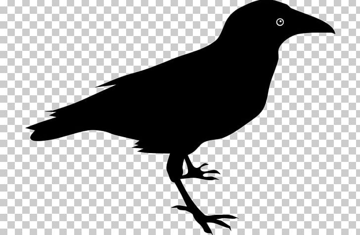 The Raven Baltimore Ravens Common Raven PNG, Clipart, American Crow, Baltimore Ravens, Beak, Bird, Black And White Free PNG Download