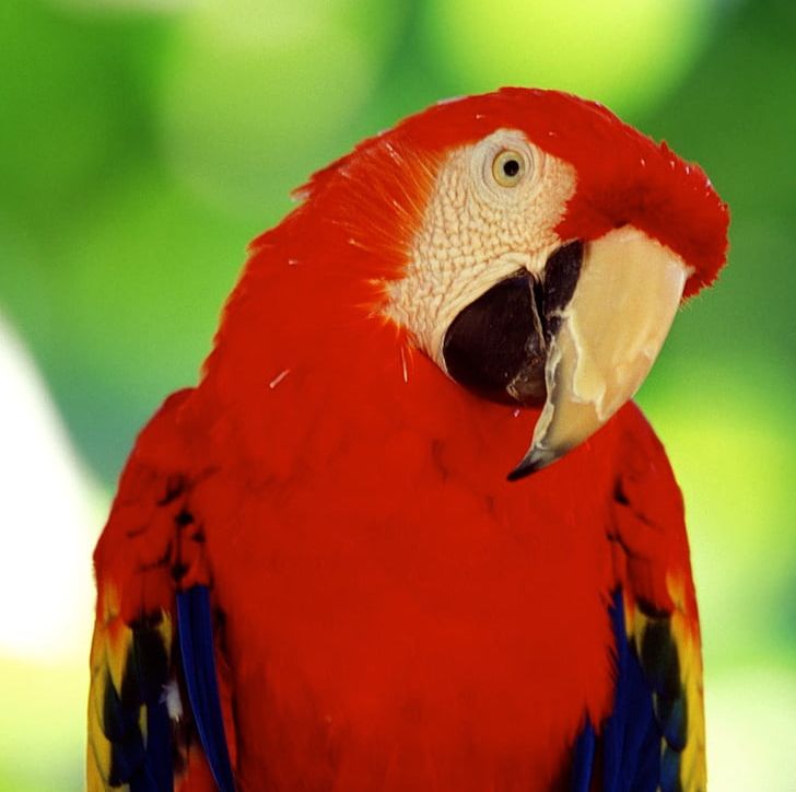 Cockatoo Bird Desktop New Zealand Parrot True Parrot PNG, Clipart, 4k Resolution, 1080p, Animals, Beak, Bird Free PNG Download