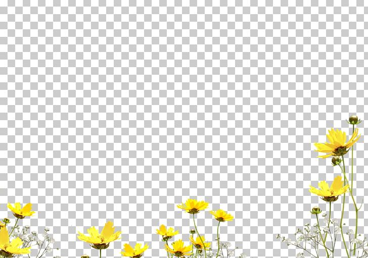 Flower Photography Petal PNG, Clipart, Annual Plant, Chamaemelum Nobile, Chrysanths, Color, Common Sunflower Free PNG Download