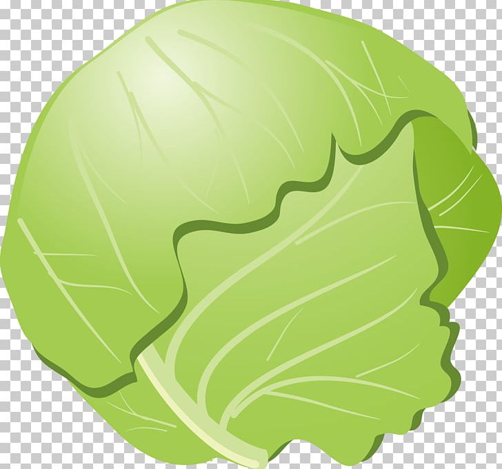 Cabbage Cauliflower Okonomiyaki Vegetable PNG, Clipart, Cabbage, Cabbage Roses, Cabbage Vector, Cartoon Cabbage, Chinese Cabbage Free PNG Download