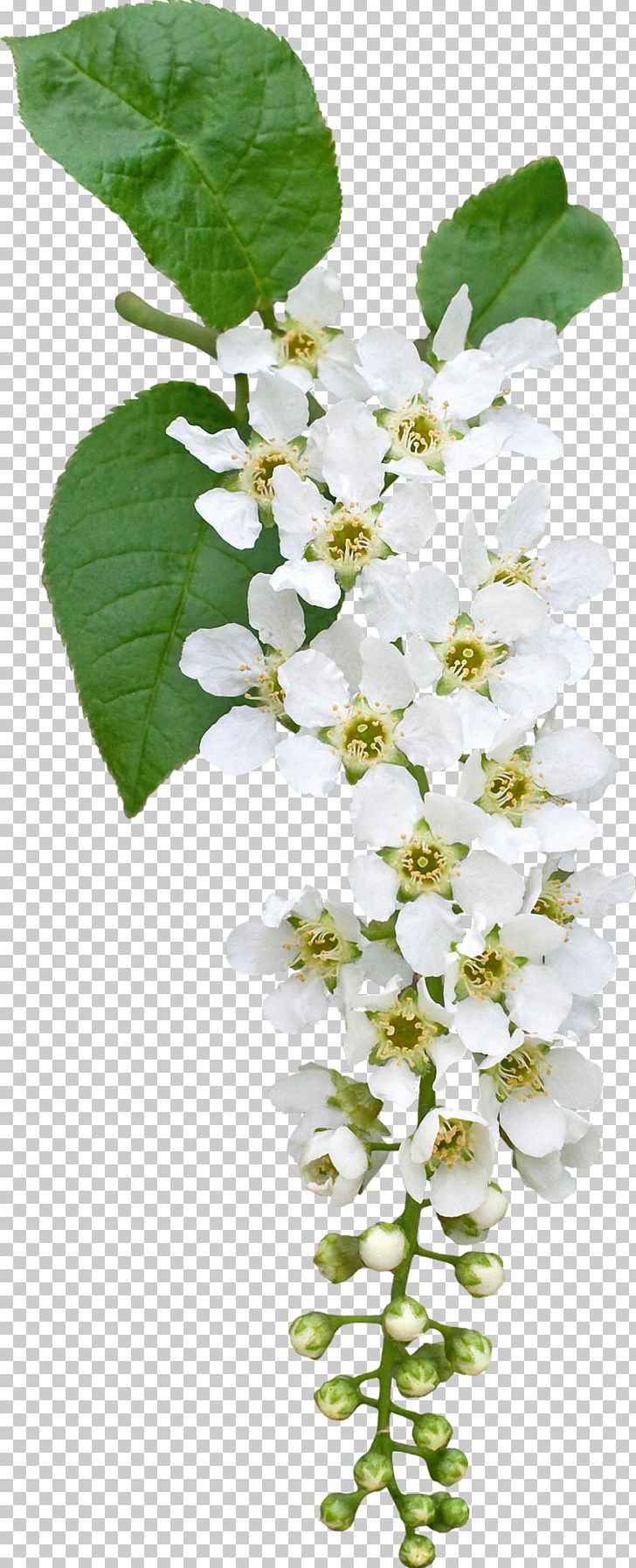 Prunus Padus Flower PNG, Clipart, Blog, Blossom, Branch, Clip Art, Color Free PNG Download